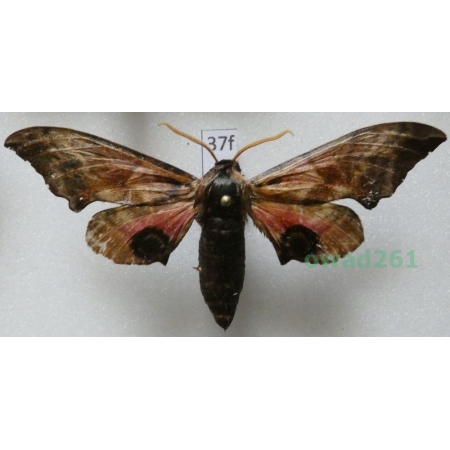 Smerinthus ocellata (Linnaeus, 1758) Poland37f